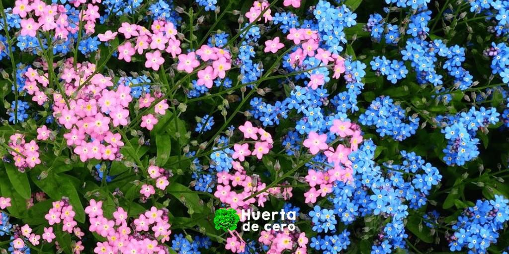 Planta no me olvides - myosotis