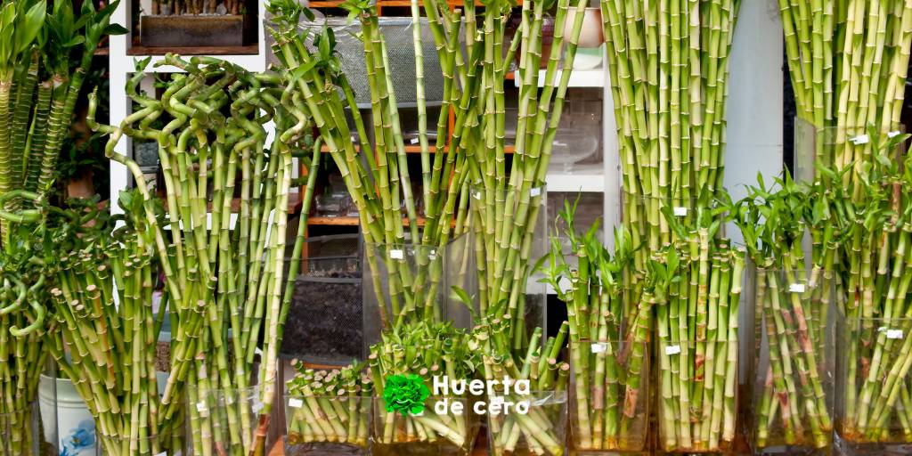 Porque atrae buena suerte el bambu