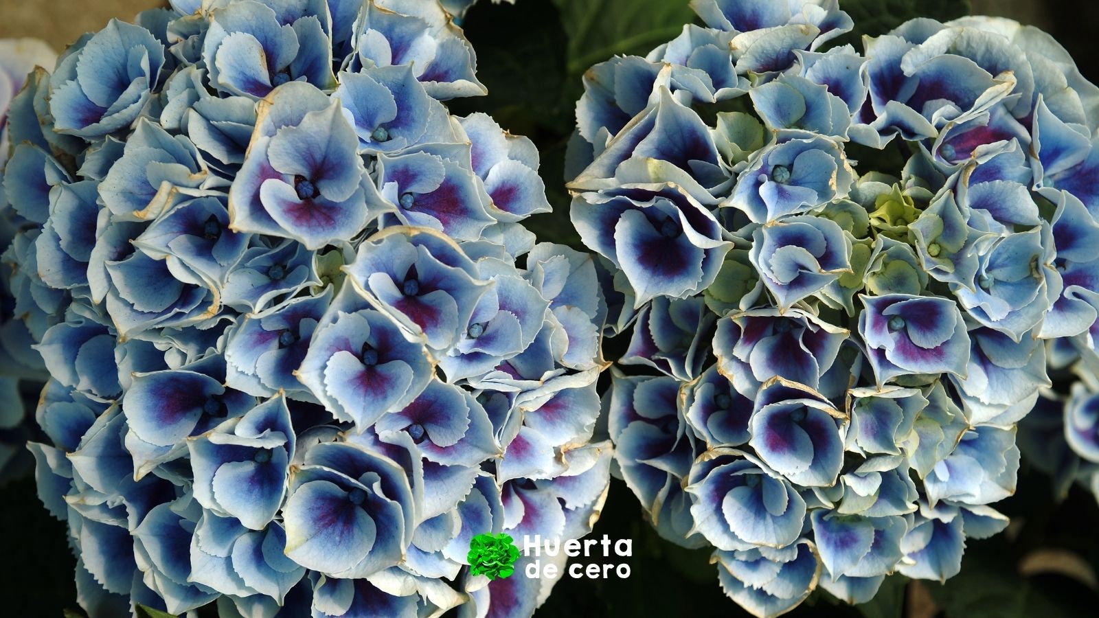 Problemas y enfermedades de las hortensias Problemas y enfermedades de las hortensias