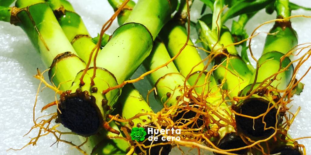 Racices del bambu de la suerte