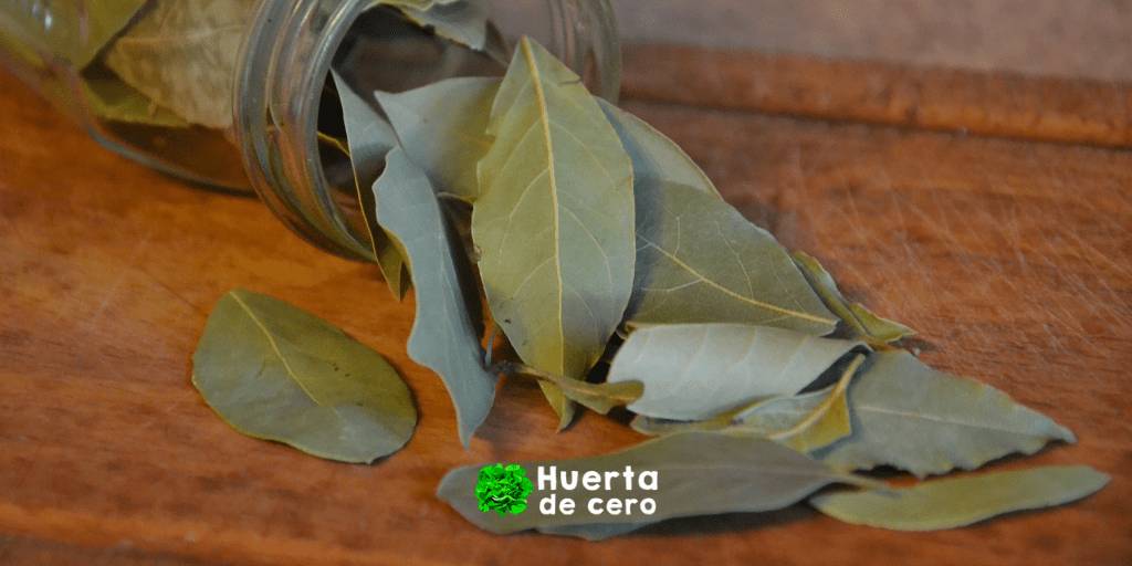 Riego de laurel