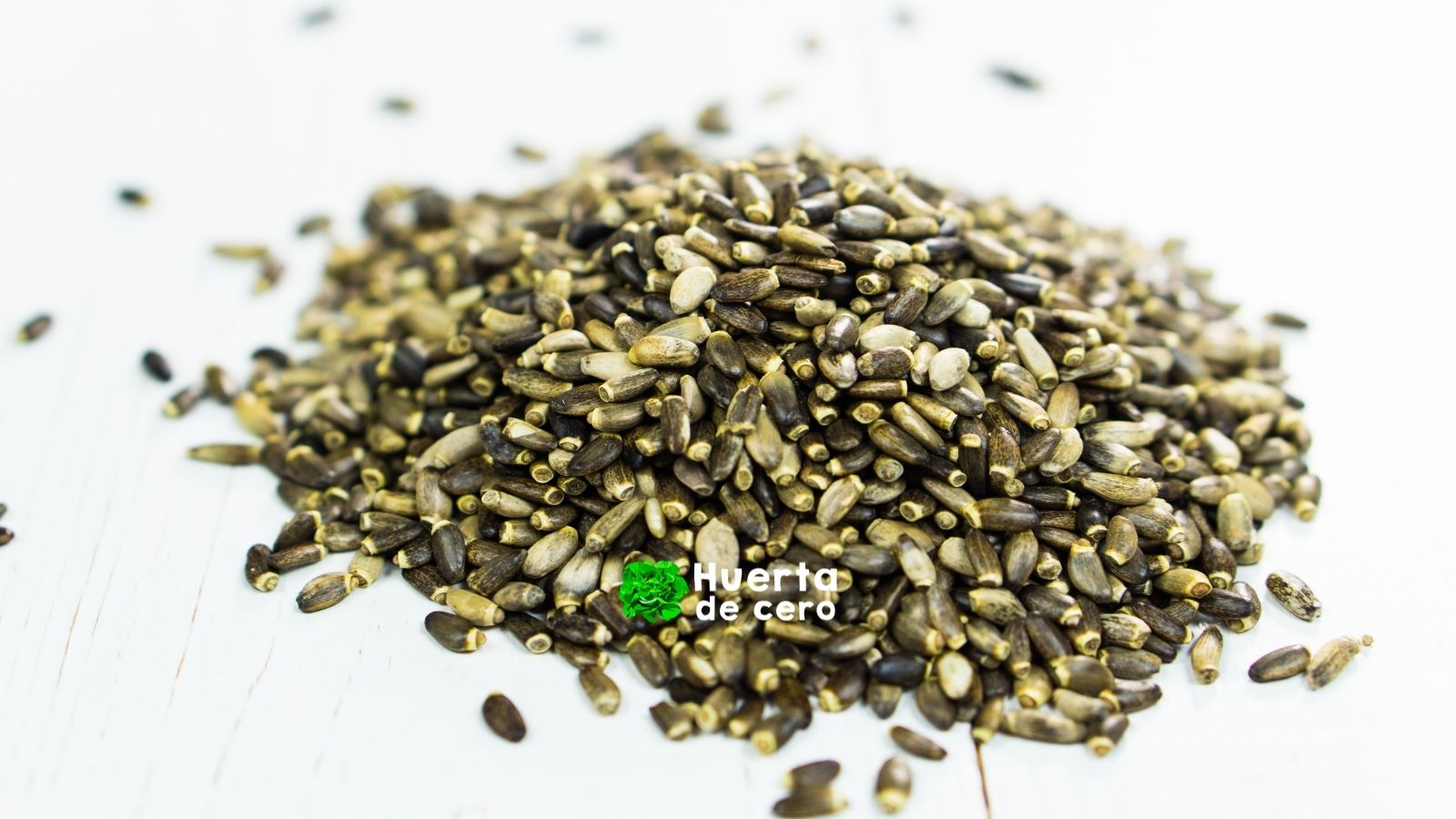 Semillas de cardo mariano Semillas de cardo mariano