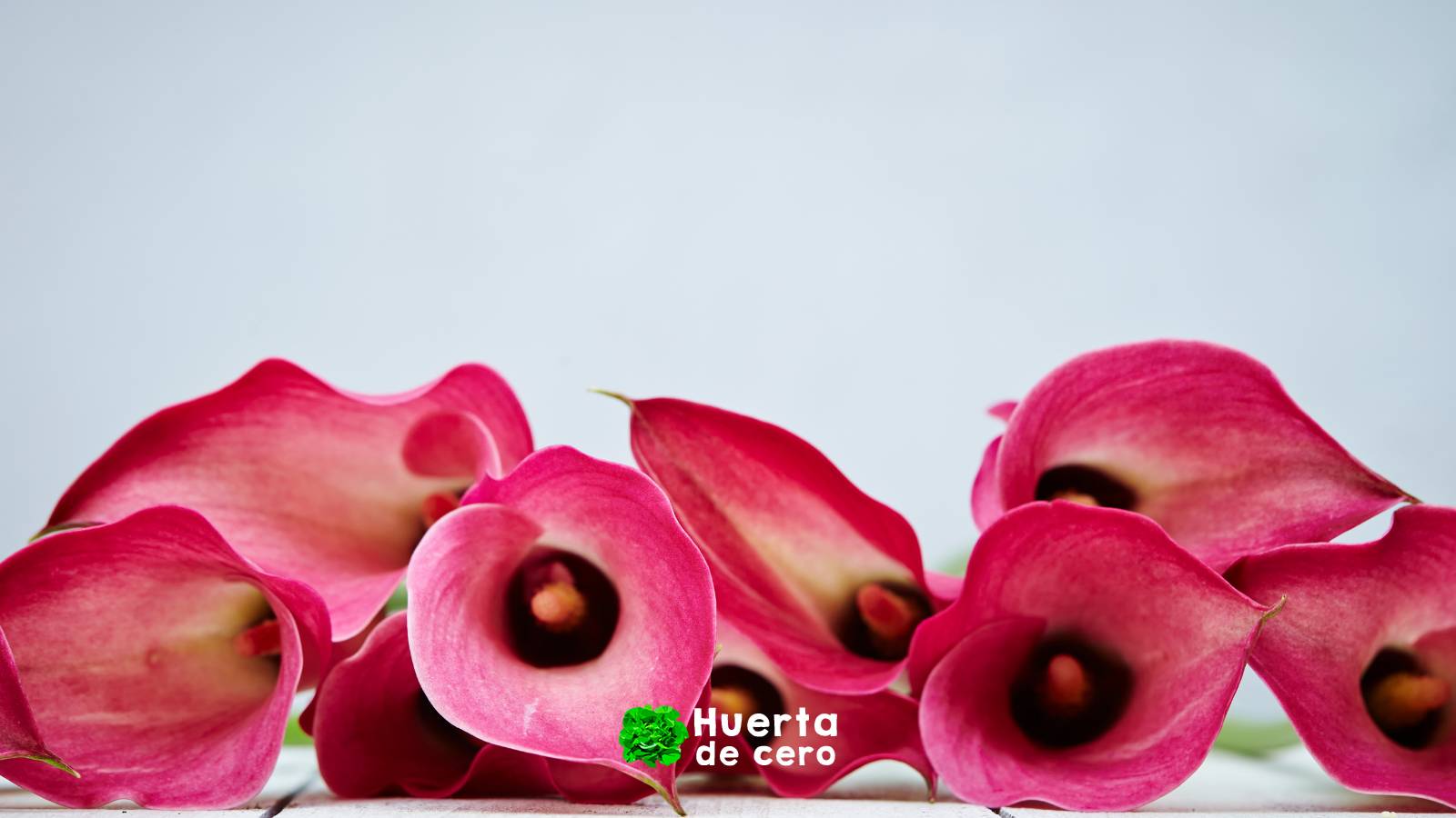 Zantedeschia aethiopica - Lirio del agua - Cala