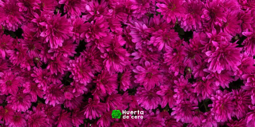 Siembra de crisantemos