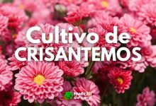 Como sembrar Crisantemos