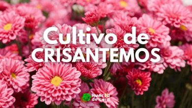 Como sembrar Crisantemos