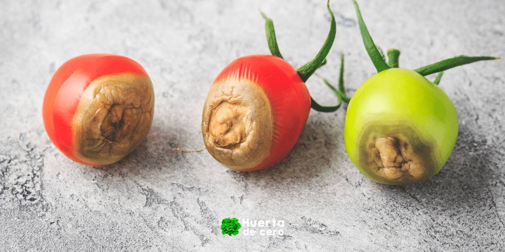Podredumbre apical del tomate - Causas