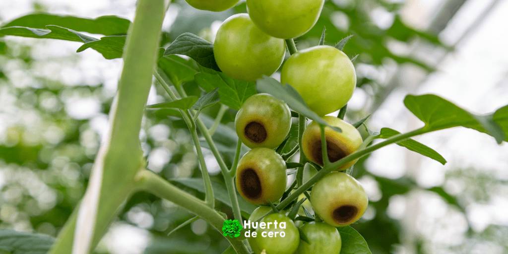 Podredumbre apical del tomate - soluciones