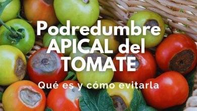 podredumbre apical del tomate
