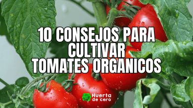 Consejos para cultivar tomates organicos