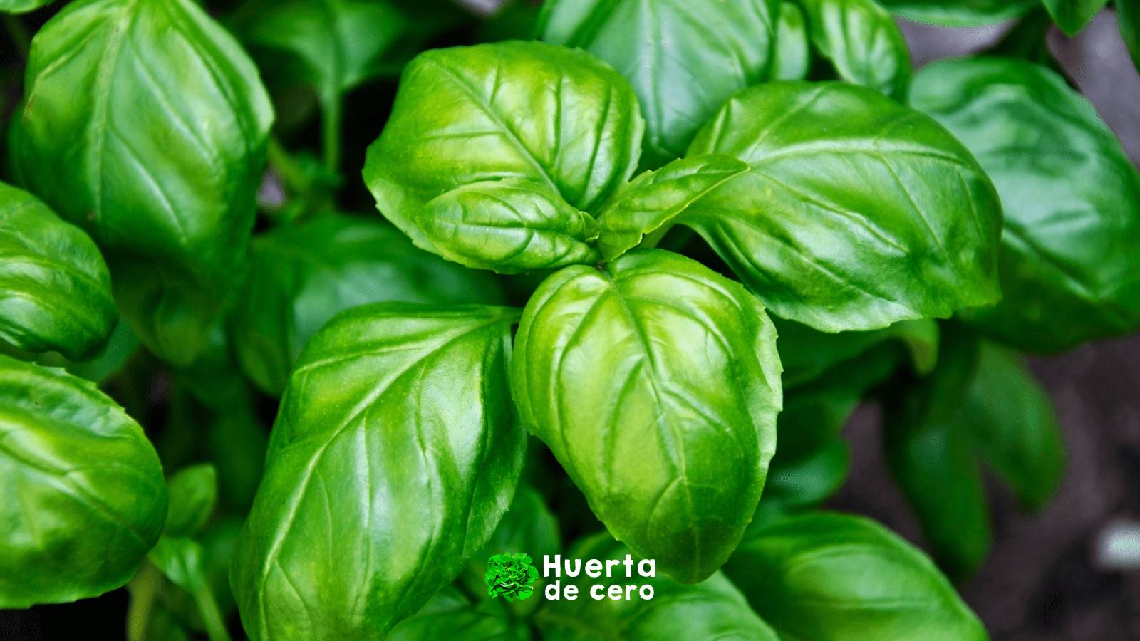 El poder de las hierbas aromaticas, albahaca