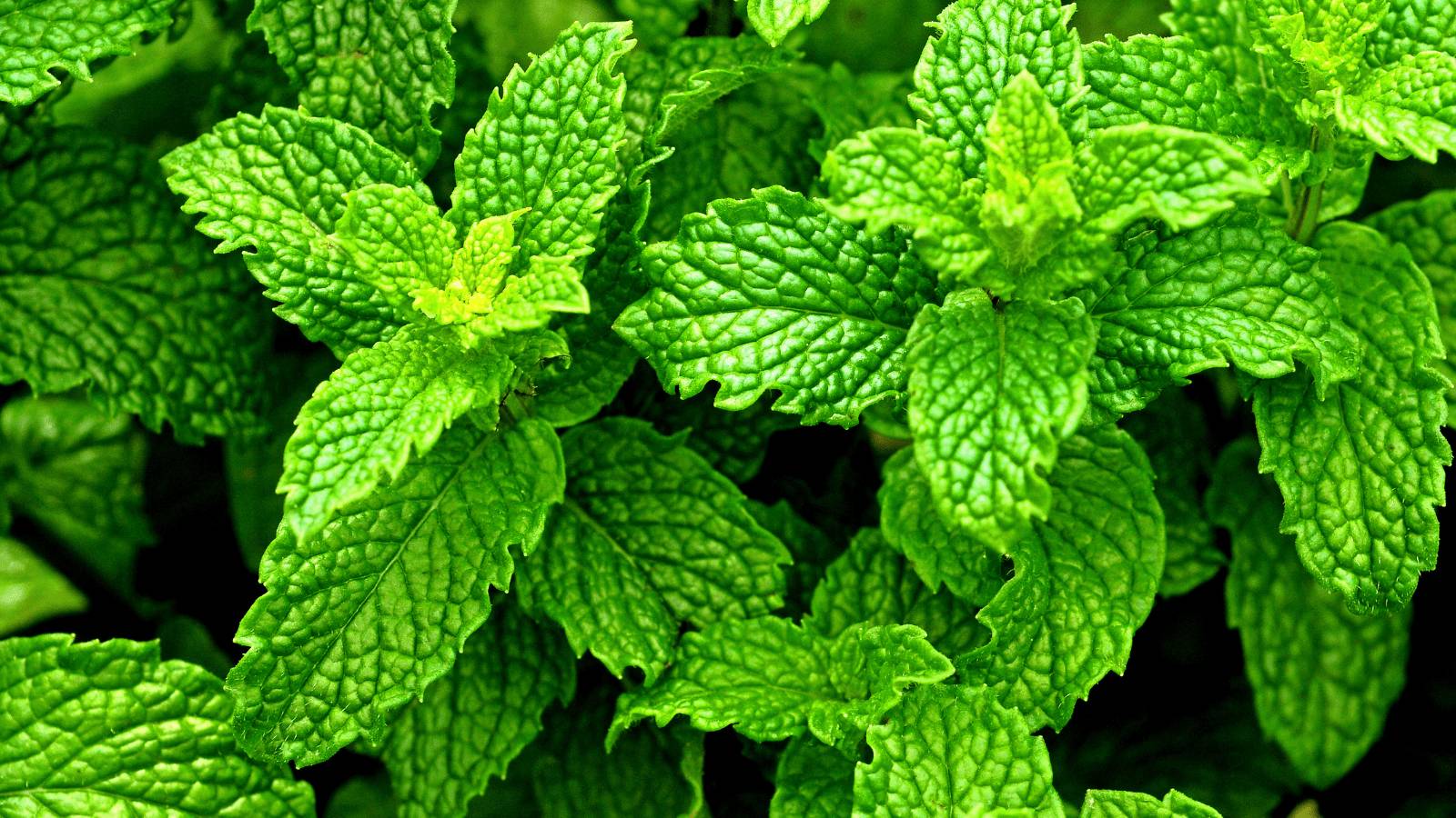 El poder de las hierbas aromaticas, hierbabuena