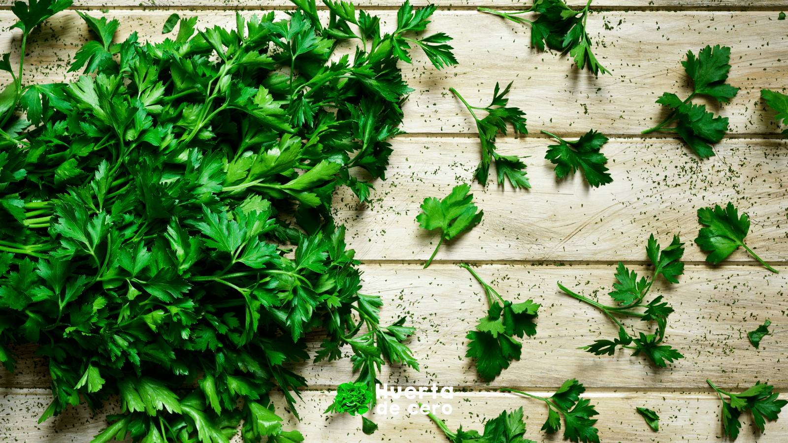 El poder de las hierbas aromaticas, perejil