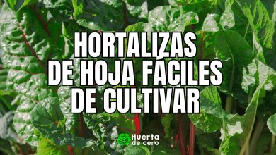 Las hortalizas de hoja mas nutritivas y faciles de cultivar