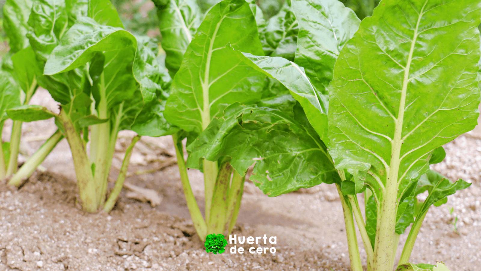 Las hortalizas de hoja más nutritivas y fáciles de cultivar, acelga