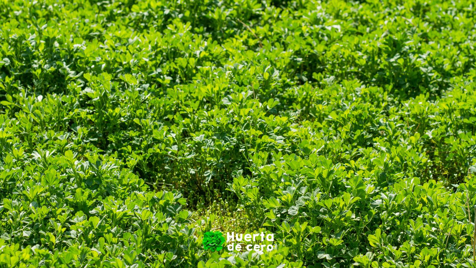 Las hortalizas de hoja más nutritivas y fáciles de cultivar, alfalfa
