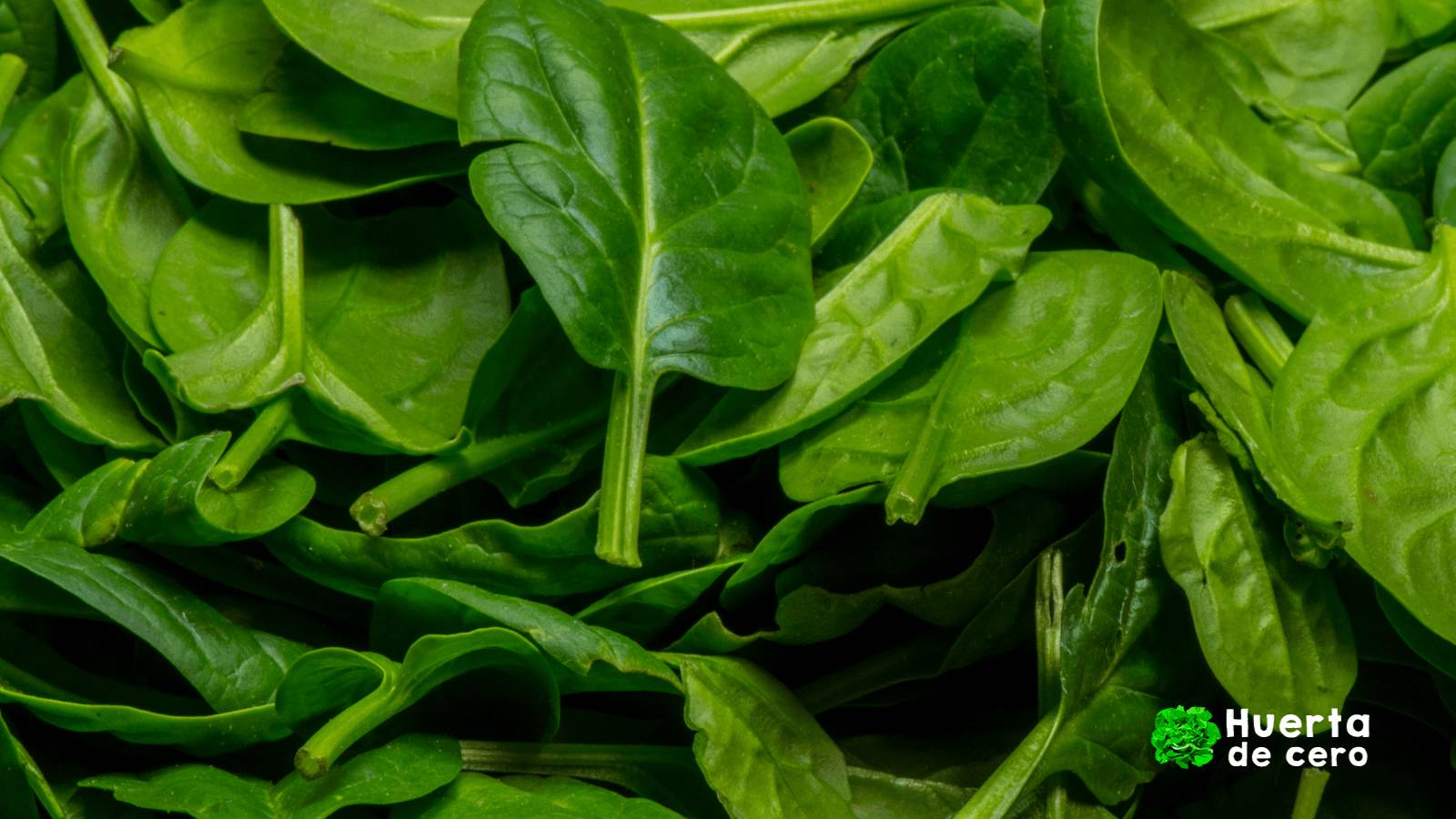 Las hortalizas de hoja más nutritivas y fáciles de cultivar, espinaca