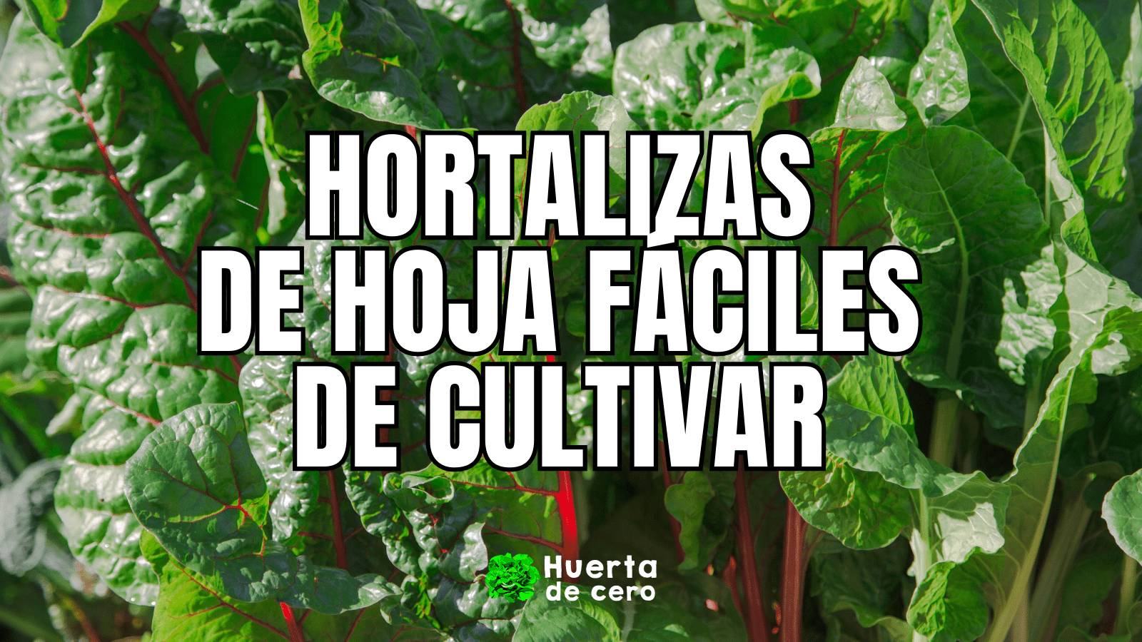 Las hortalizas de hoja mas nutritivas y faciles de cultivar