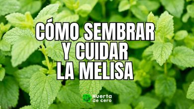 Melisa Una Aromática Versátil para Cultivar en tu Jardín