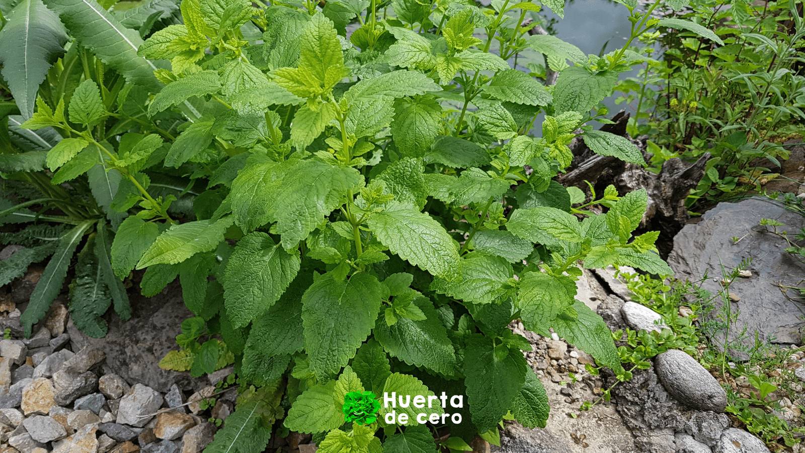 melisa, aromatica infaltable en la huerta