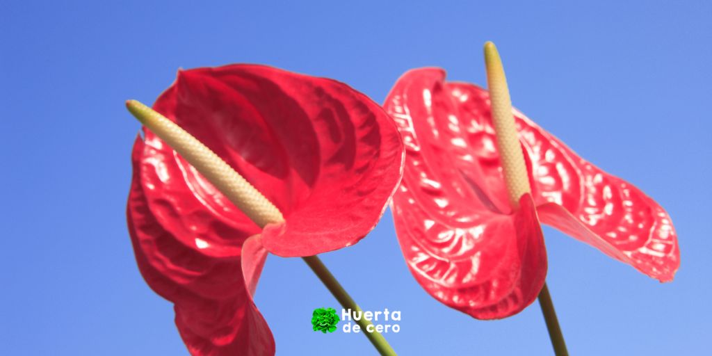 Anturio - Plantas de interior