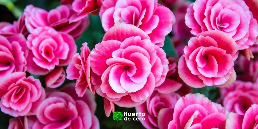 Begonia - Plantas de interior