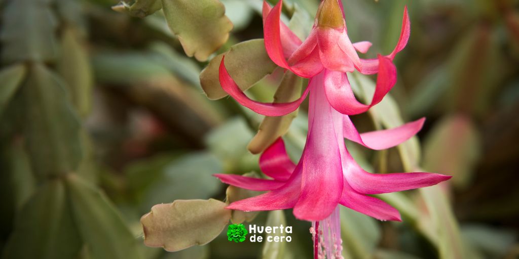 Cactus de navidad - Plantas de interior