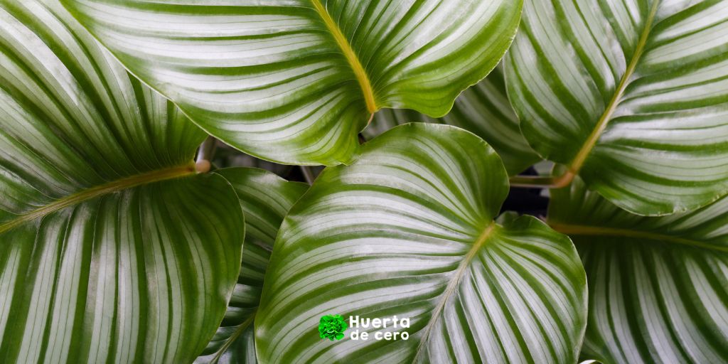 Calathea - Plantas de interior