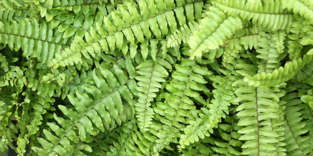 Como cuidar un helecho de forma correcta