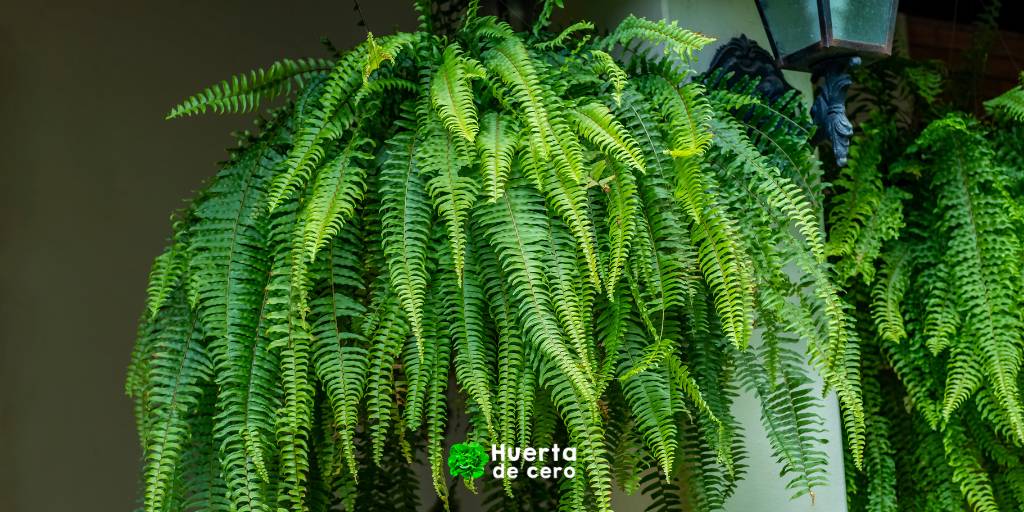 Como cuidar un helecho