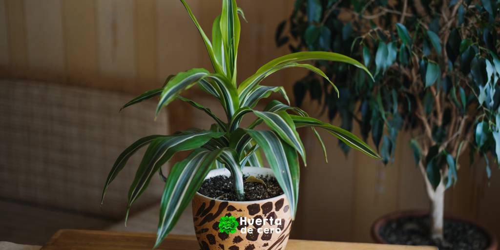 Copia de Copia de Blue Greyscale Photo Swimming Quote UAAPNCAA Twitter Post 1