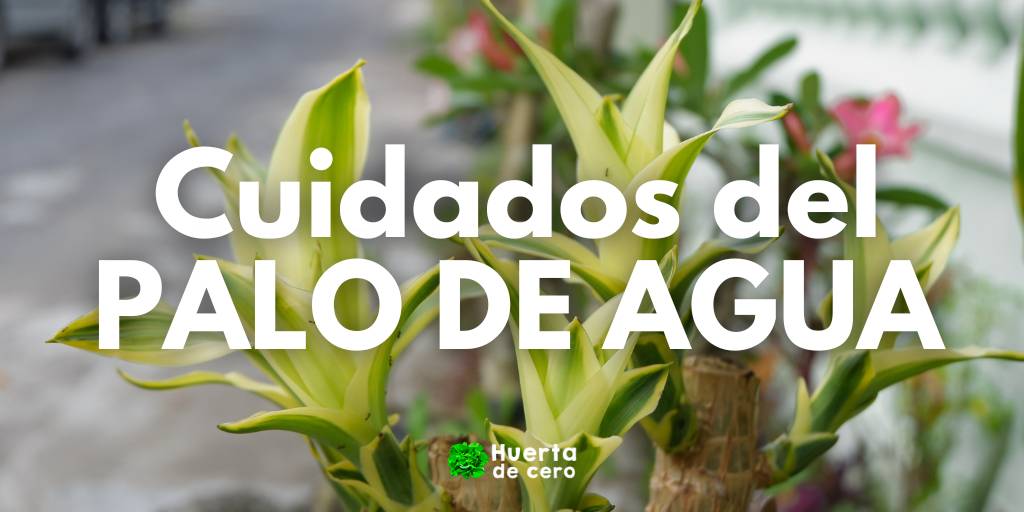 Cuidados del palo de agua