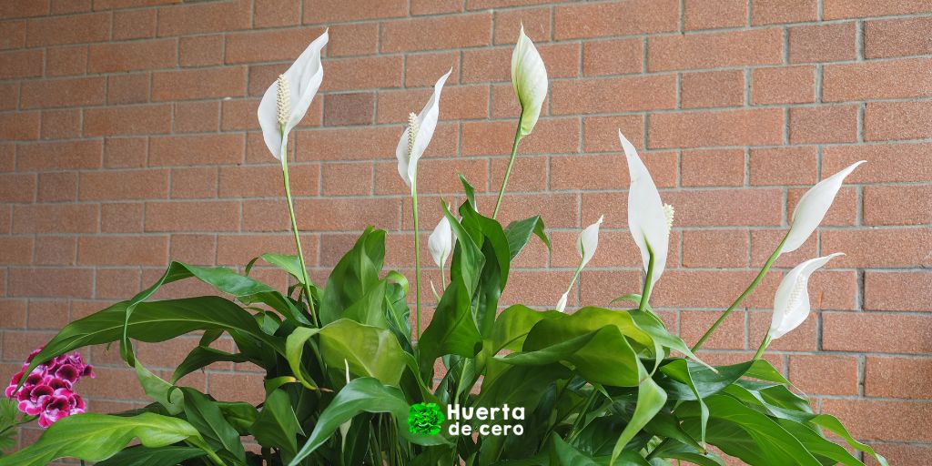 Espatifilo - Plantas de interior