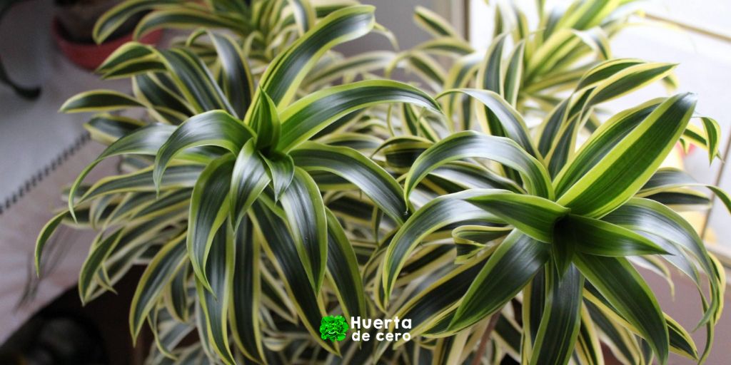 Drácena - Plantas de interior