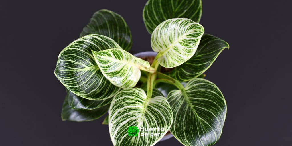 Filodendro - Plantas de interior