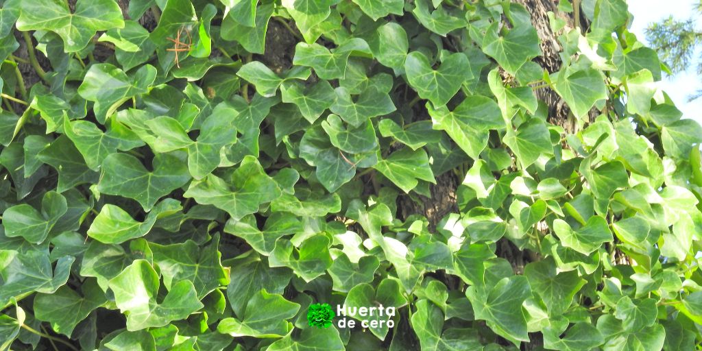 Hiedra inglesa - Plantas de interior