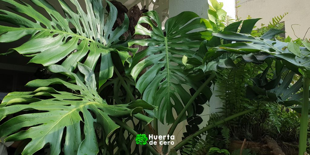 Monstera deliciosa - Plantas de interior