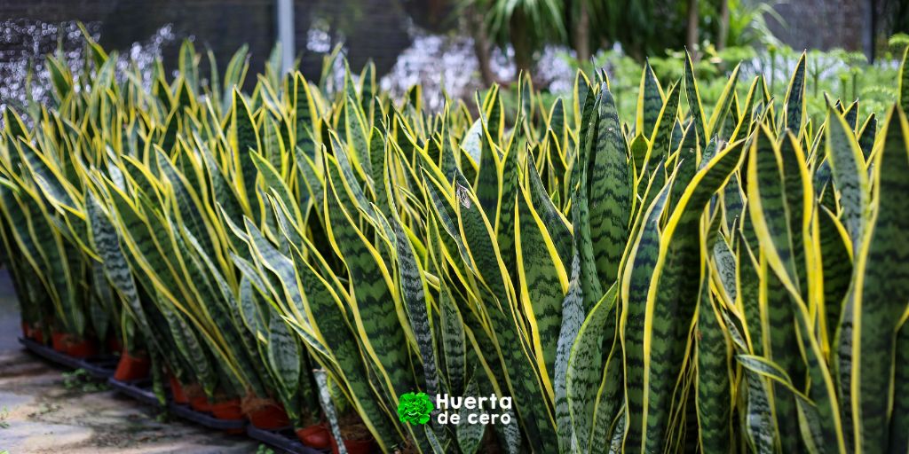 Planta Serpiente - Plantas de interior