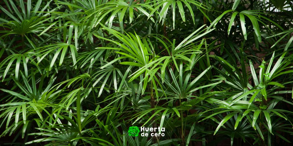 Palma de bambú - Plantas de interior