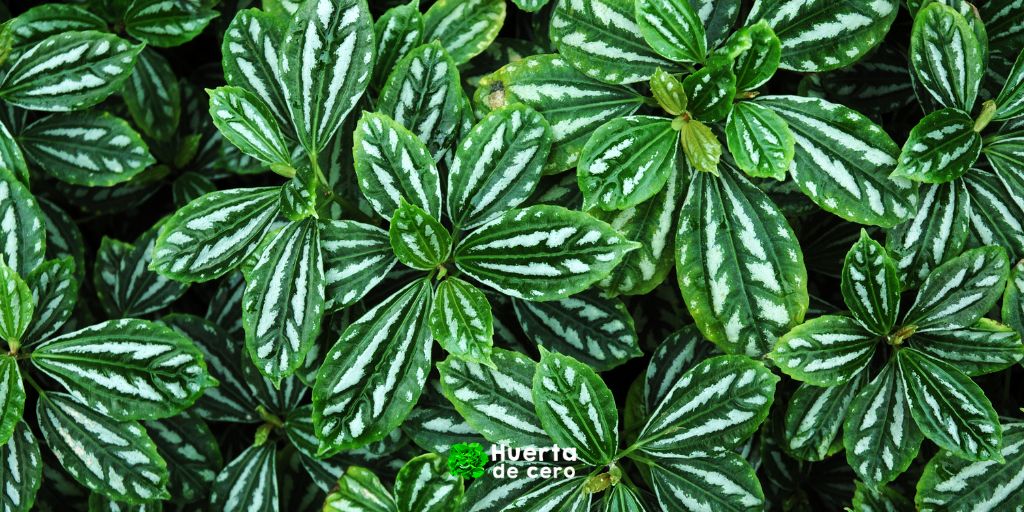 Peperomia - Plantas de interior