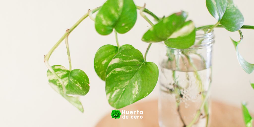 Pothos - Plantas de interior