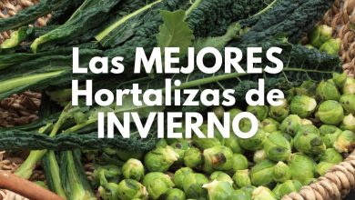 Hortalizas de invierno