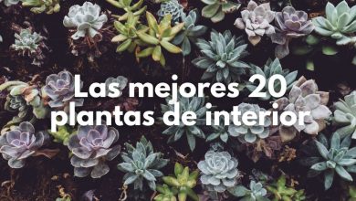Las mejores plantas para el interior de tu hogar