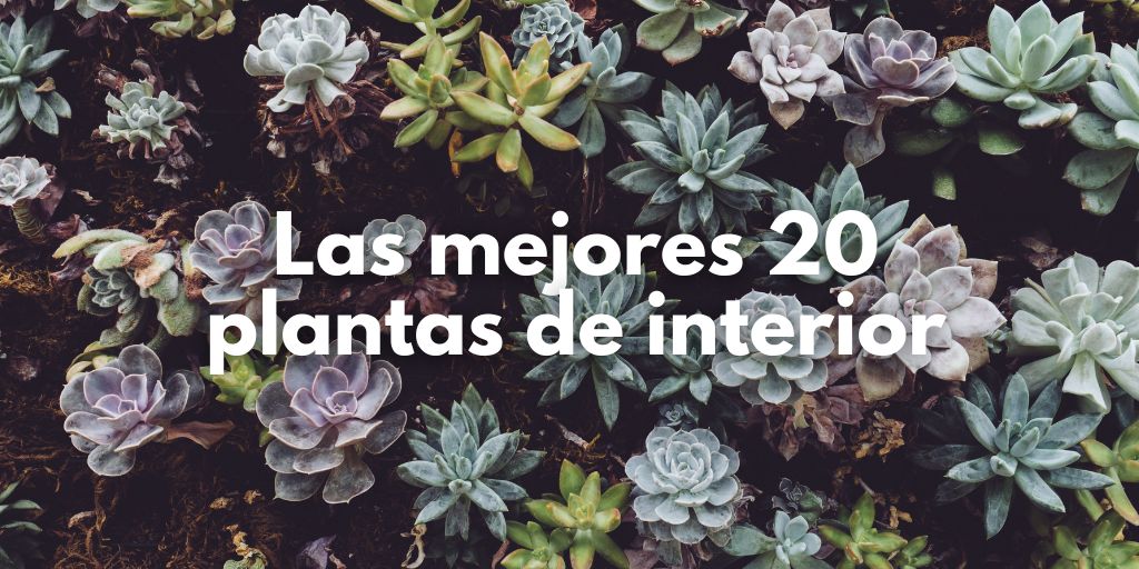 Las mejores plantas para el interior de tu hogar