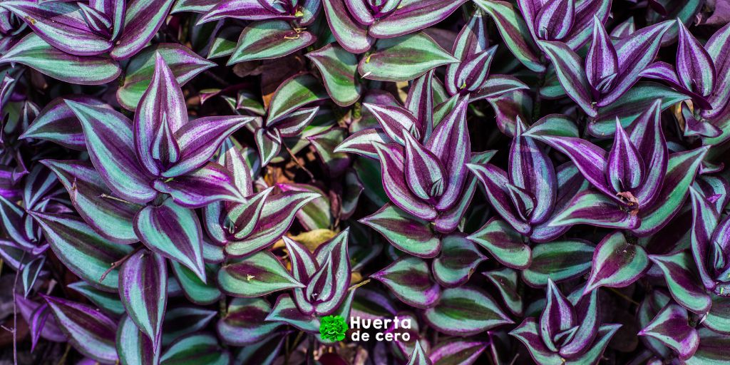 Tradescantia - Plantas de interior