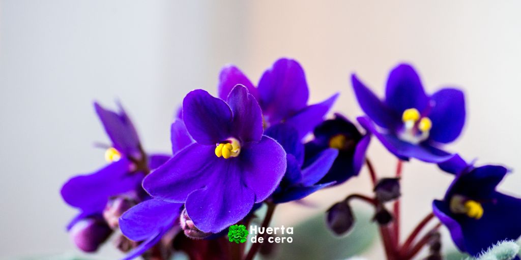 Violeta africana - Plantas de interior
