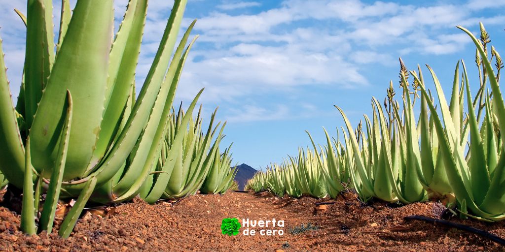 Aloe Vera - Plantas de interior