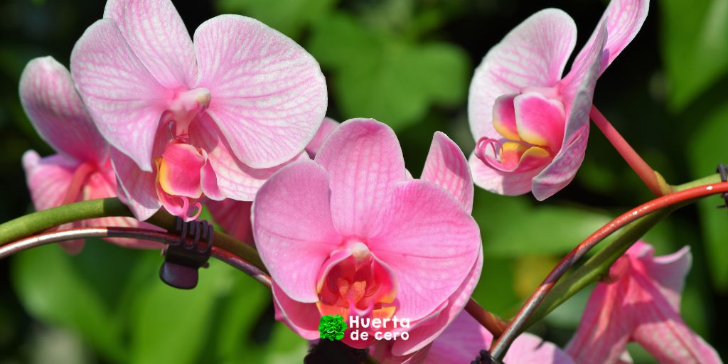 Orquideas - Plantas de interior